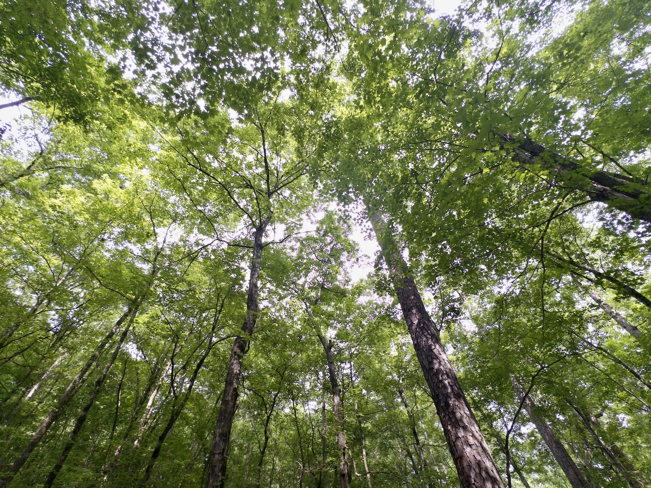Tree Canopy